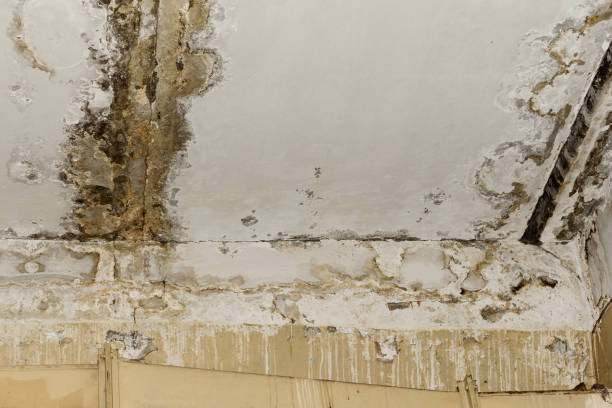 Best Mold Remediation for Healthcare Facilities  in Montana City, MT